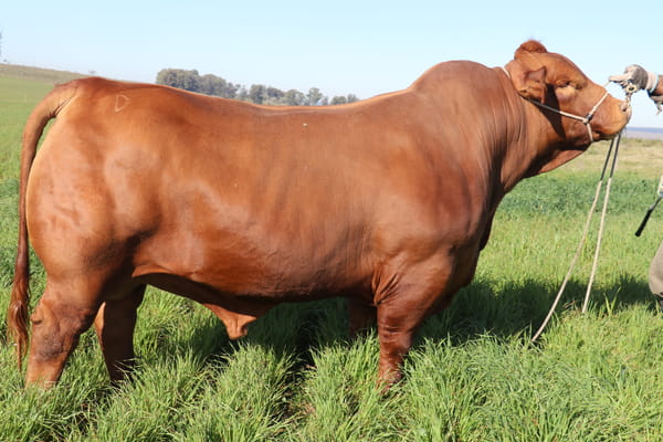 Lote MANANTIAL VERDE PIMENTON 51 TE FIV