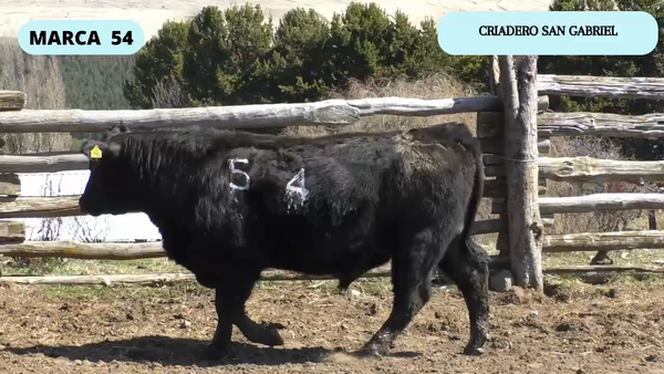 Lote 1 Toro en Coyhaique, XI Región Aysén