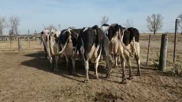 Lote Est. Don Osvaldo - Produccion