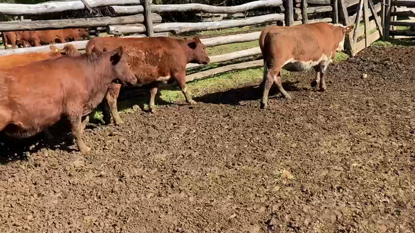 Lote 26 Vaquilla Engorda en Aysén, XI Región Aysén