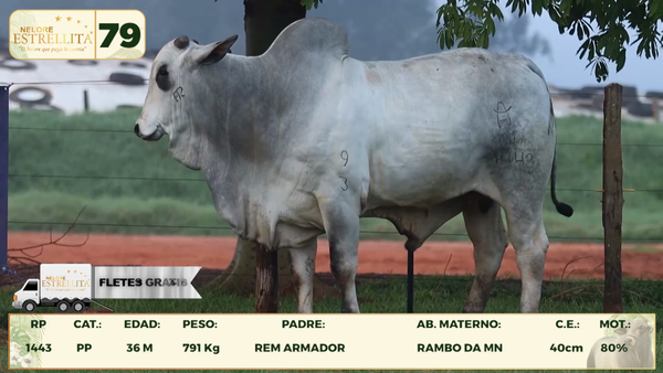 Lote LOTE 79