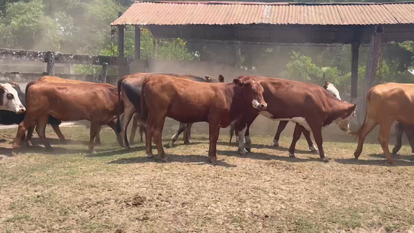 Lote 60 Vaquillonas en Ituzaingó, Corrientes