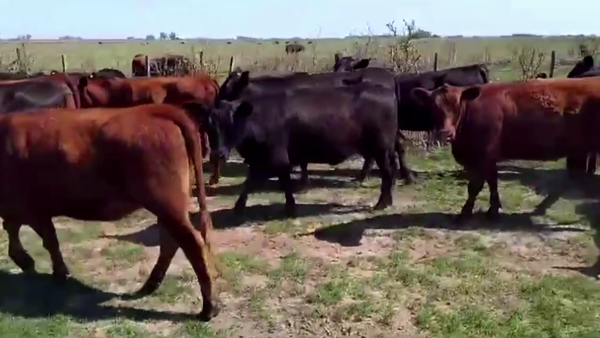 Lote 74 VAQUILLONAS PREÑADAS, CHACABUCO, BS. AS.