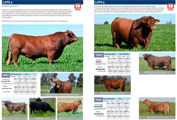 Lote Lote 5