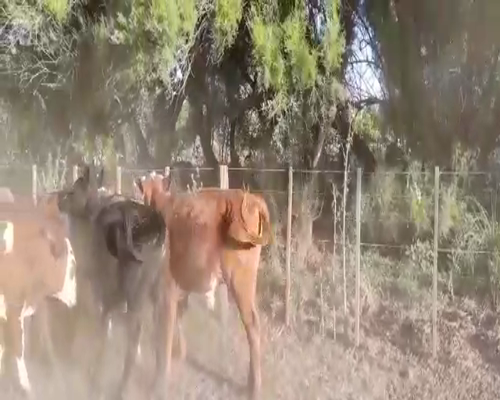 Lote 20 Novillitos en Gral. Lamadrid, Buenos Aires