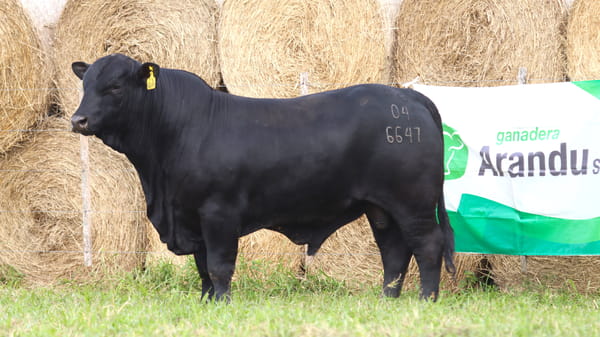 Lote LOTE 62