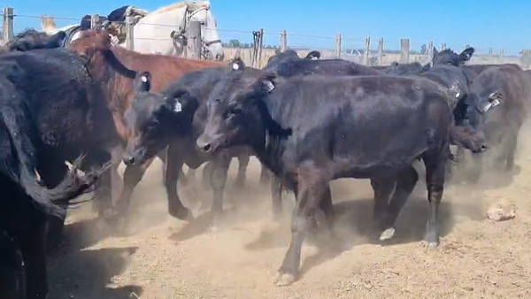 Lote 114 Terneros/as