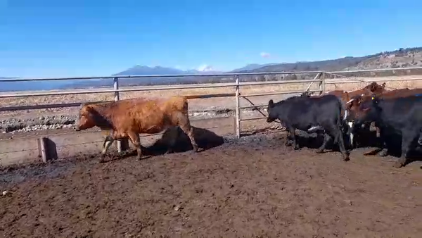 Lote 17 Vaquilla Preñada en Antuco, VIII Región Biobío