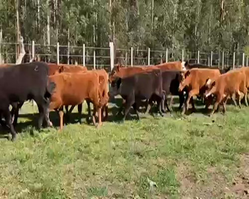 Lote 100 Terneras en Paysandú, Orgoroso