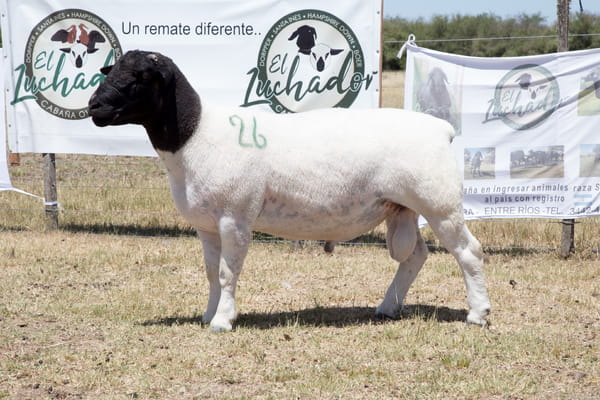 Lote OVINO DORPER MACHO PPC