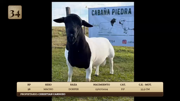 Lote LOTE 34