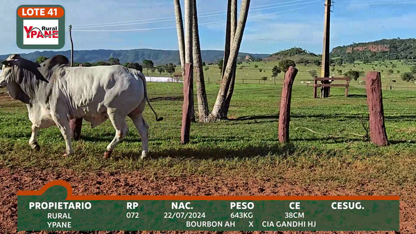 Lote YPANÉ