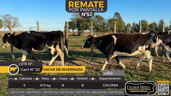 Lote 5 Vacas de Invernada en Ombúes Lavalle, Colonia