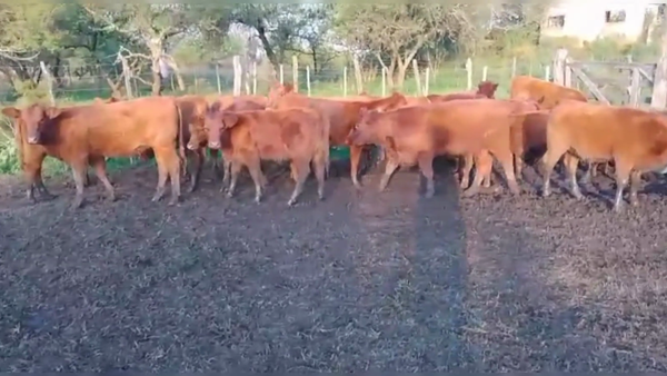 Lote 60 TERNS. HEMBRAS, IBICUY, PCIA. DE ENTRE RIOS