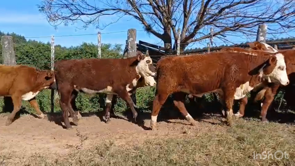 Lote 100 Terneros/as en Corrientes, Santa Rosa