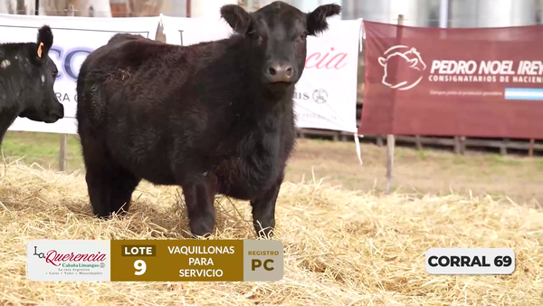 Lote VAQUILLONAS PC PARA SERVICIO
