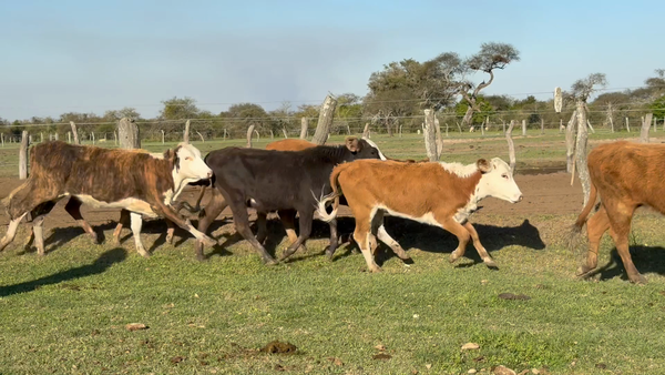 Lote 75 Terneras