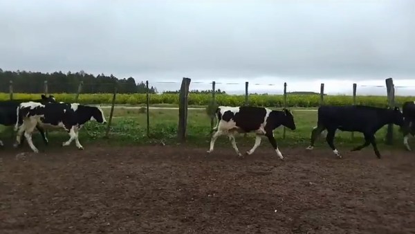 Lote (Vendido)18 Terneros Holando HOLANDO 180kg -  en SAN SALVADOR