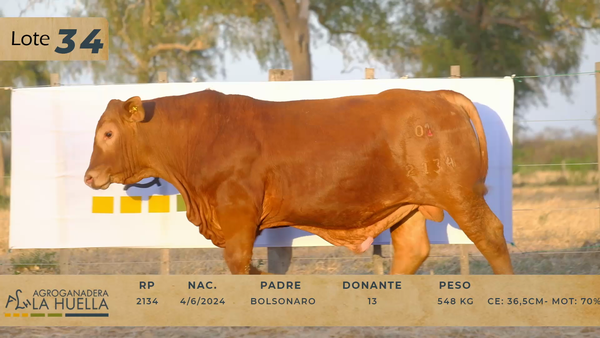 Lote LOTE 34