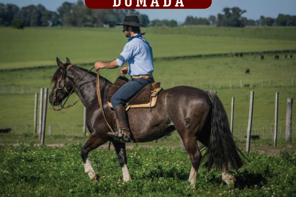 Lote YÚBELY CANARITA