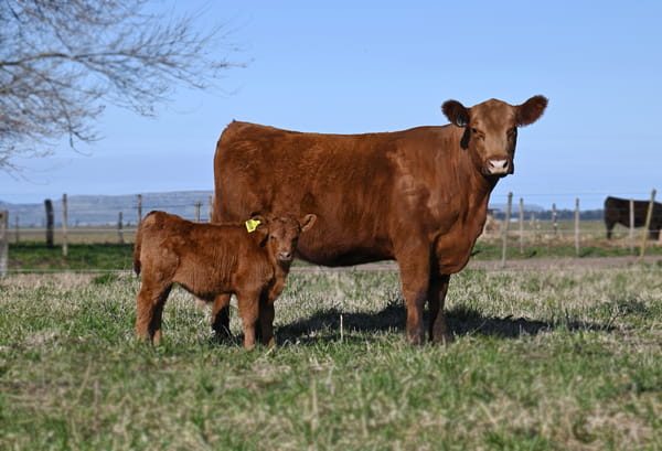 Lote VAQUILLONA PURA DE PEDIGREE