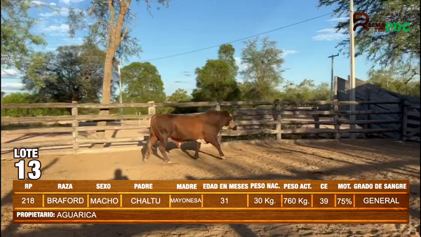 Lote TORO BRAFORD - AGUARICA