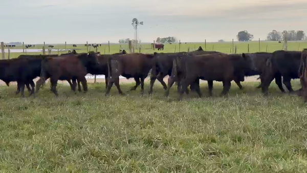 Lote 110 Terneros