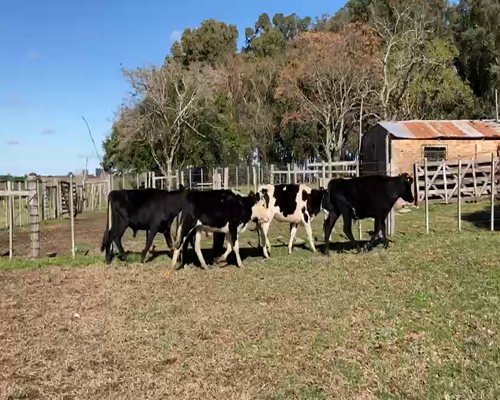 Lote (Vendido)5 Terneros 270kg -  en PICADA VIERA