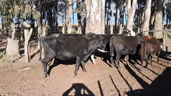 Lote VACAS INVERNADA
