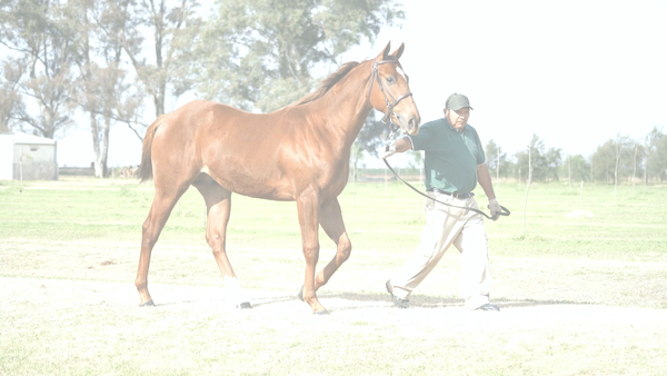 Lote COMET CUATRO (COSMIC TRIGGER - TA OCUPADA)