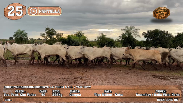 Lote LOTE 25 - POR PANTALLA