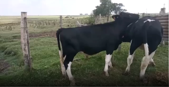 Lote 3 Terneros en San José