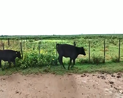 Lote 15 Terneras en Canals, Córdoba