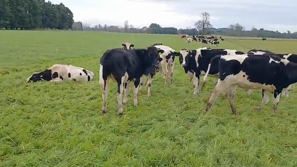 Lote 60 Novillo Engorda en Frutillar, X Región Los Lagos