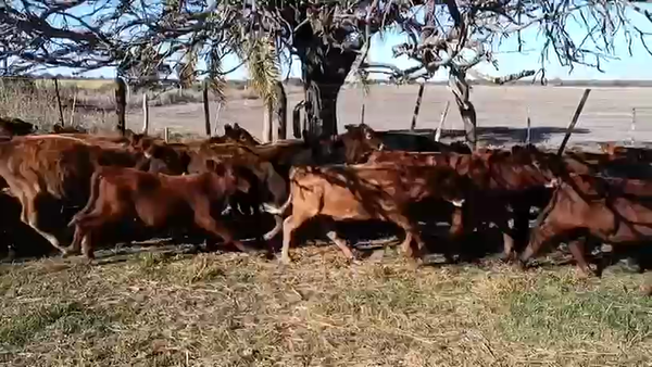 Lote 75 Terneros/as en Chaco, Basail