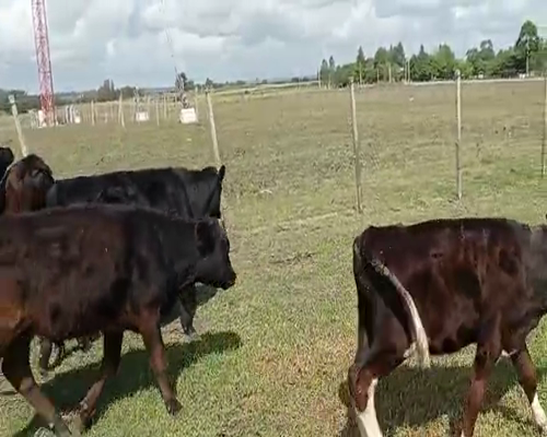 Lote 12 Terneros HOLANDO Y ANGUIS 140kg - , San José