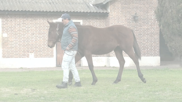 Lote CONECTA (SIXTIES SONG -  CON ONDA)