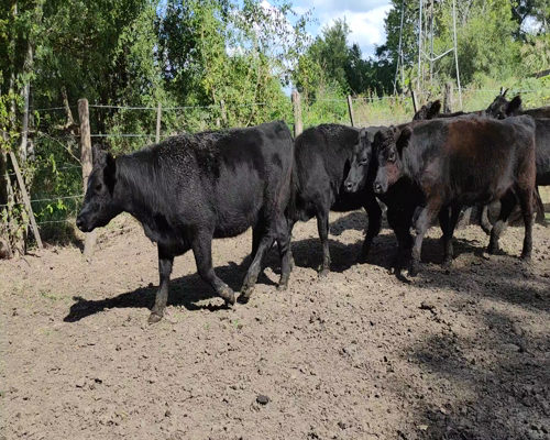 Lote 50 Vaquillonas P/ entorar en Brandsen, Buenos Aires