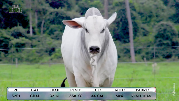 Lote Toros, Concepción