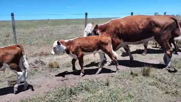 Lote 12 Piezas de cría, San José