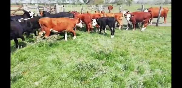 Lote 20 Terneros/as en Villaguay, Entre Ríos