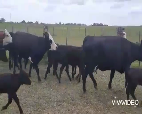 Lote 28 Vacas nuevas C/ gtia de preñez en Pila, Buenos Aires