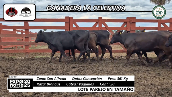 Lote Vaquillas