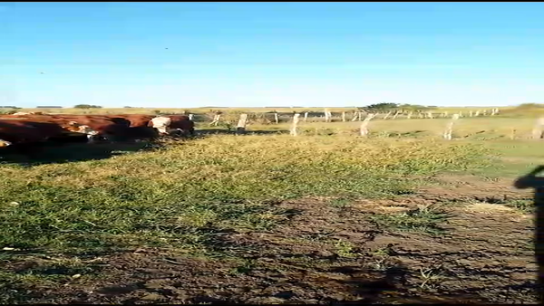 Lote 50 Vacas de invernar en Entre Ríos, El Redomón