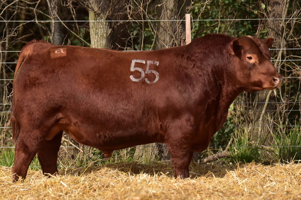 46403 — TOROS ANGUS PC