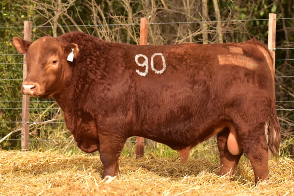 Lote TOROS ANGUS PC
