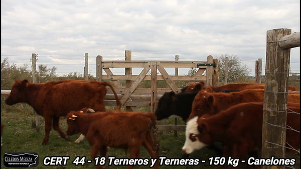 Lote 18 Terneros y Terneras en Canelones