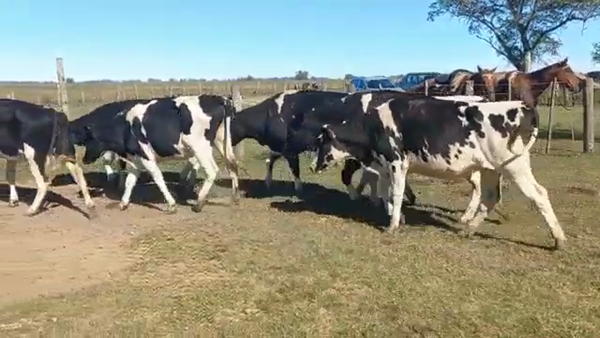 Lote Vaquillonas Para Entorar - Ramon Bereheterbide