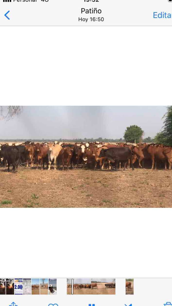 Lote 60 Novillos en Las Lomitas, Formosa