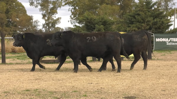 Lote TOROS ANGUS PUROS CONTROLADOS